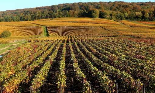  Champagne vineyards in Mailly-Champagne near Reims, eastern France. Photograph: Francois Nascimbeni/AFP/Getty Images